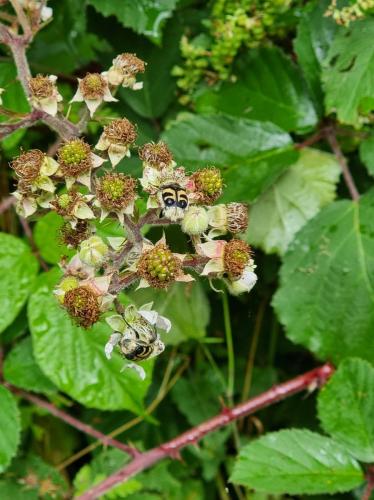 Trichius sp.